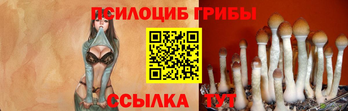 Псилоцибиновые грибы Psilocybe Дятьково